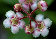 Chimaphila umbellata - Pipsissewa 4blur